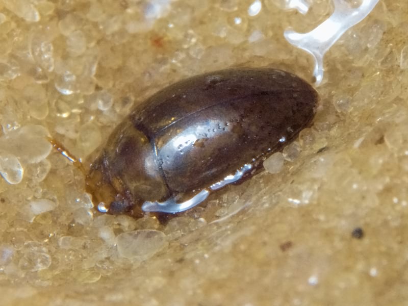 Noterus clavicornis (De Geer, 1774)